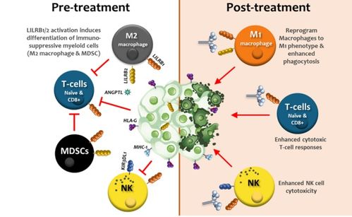 瑞士生物科技公司immunos therapeutics基于人類白細胞抗原變體開發(fā)免疫調(diào)節(jié)蛋白,用于癌癥治療并重塑腫瘤微環(huán)境 瑞士創(chuàng)新100強