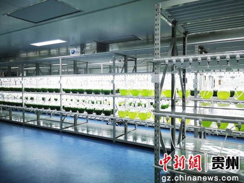 招引活水灌黔地 鄉(xiāng)村振興揚帆起——生物科技賦能貴州鄉(xiāng)村振興的實踐與展望