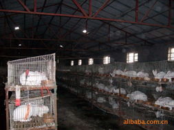 鄭州輝瑞生物科技 創(chuàng)新飼料產(chǎn)品引領(lǐng)綠色養(yǎng)殖新時(shí)代